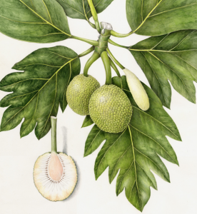 Breadfruit Illustration