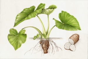 Botanical illustration