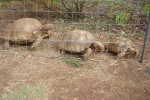 tortoises