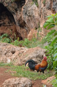 Feral Rooster at Makauwahi Cave