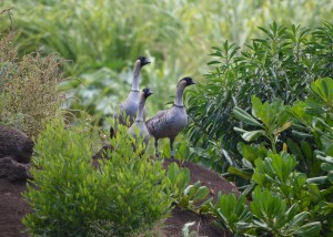 Nene at Makauwahi Cave Reserve